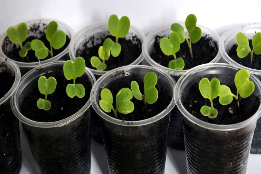 Lettuce seedlings growing in cups for an Earth Day classroom planting activity.